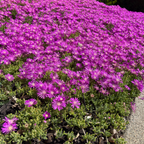 Hardy Ice Plant