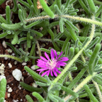 Hardy Ice Plant