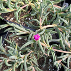 Hardy Ice Plant