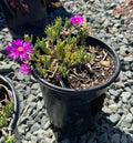 Hardy ice plant, Delosperma cooperi in 1 gallon pot