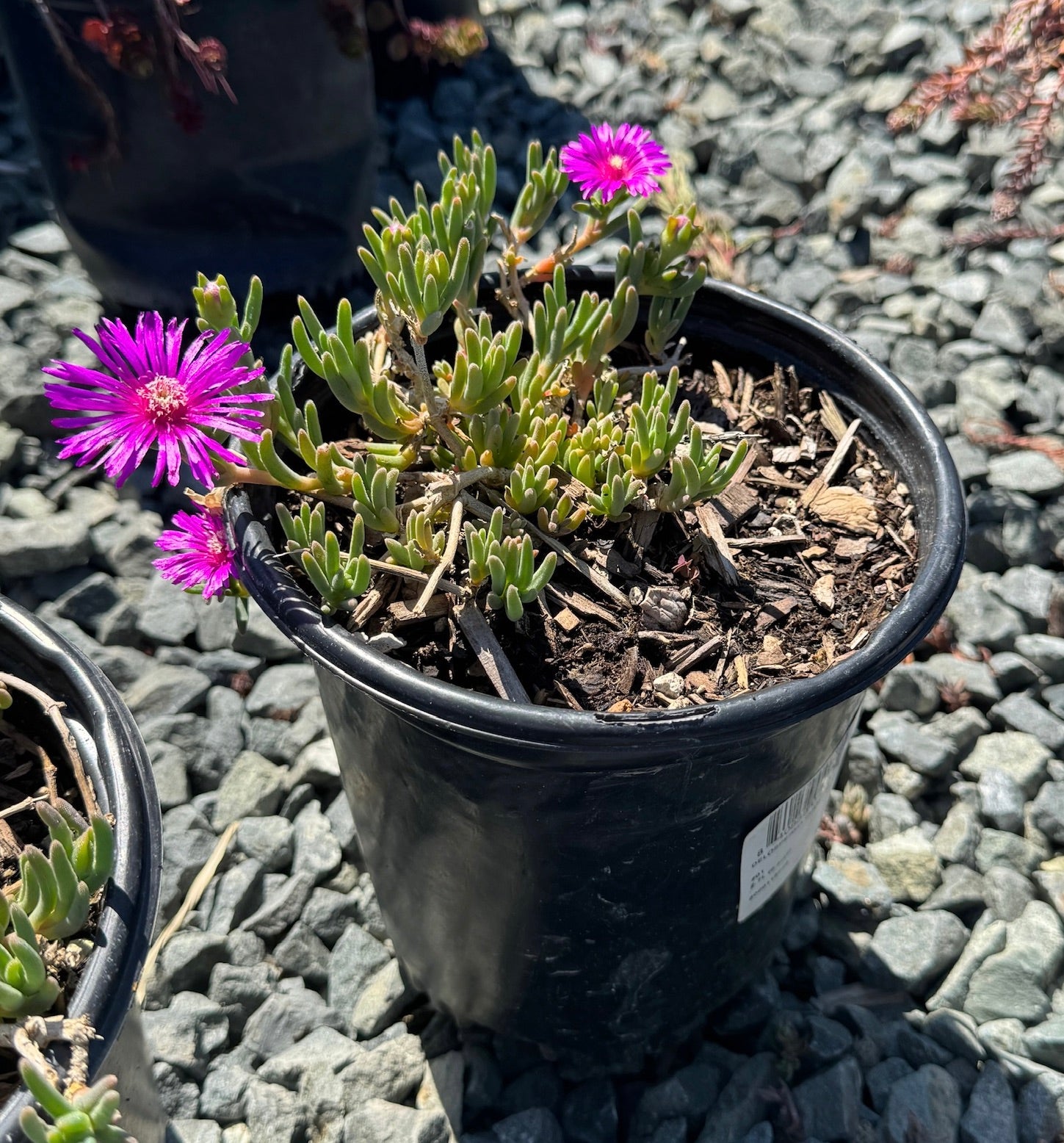 Hardy ice plant, Delosperma cooperi in 1 gallon pot