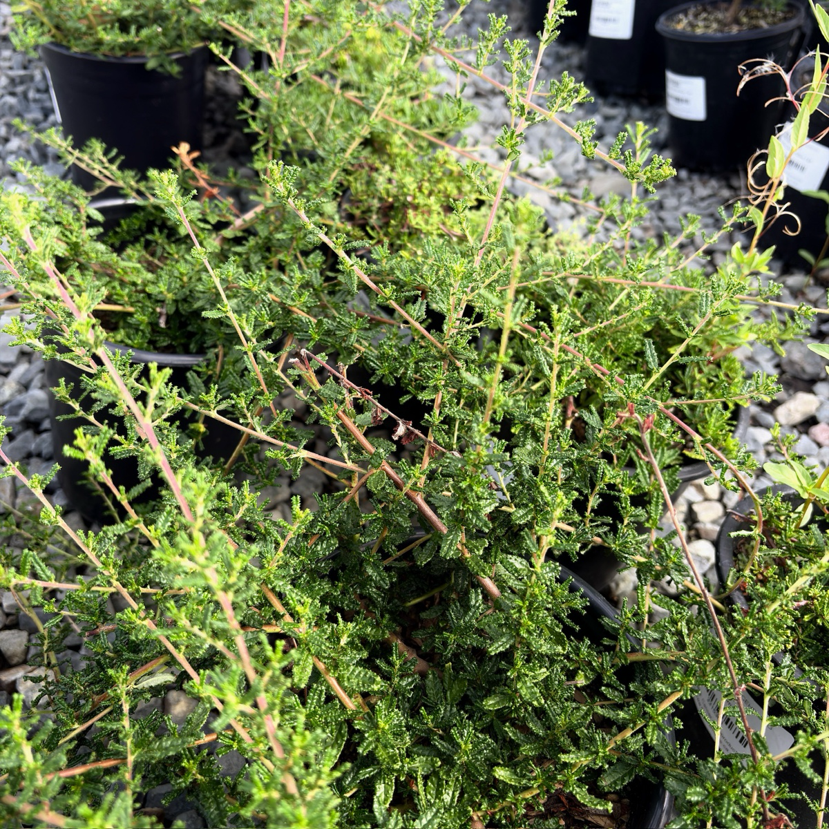 Hearst Ranch Buckbrush in a pot with other plants in the background