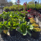 Heartleaf Bergenia