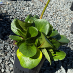 Heartleaf Bergenia