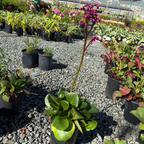 Heartleaf Bergenia