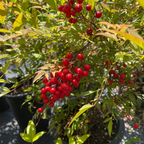 Red berries on a Heavenly Bamboo plant with green leaves