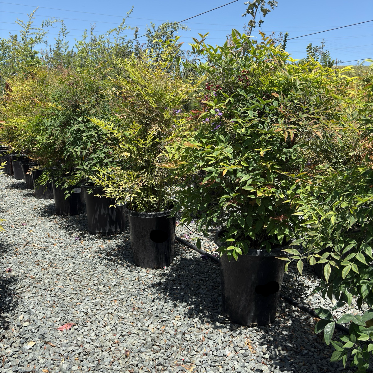 Row of potted Heavenly Bamboo plants on a gravel path with trees in the background