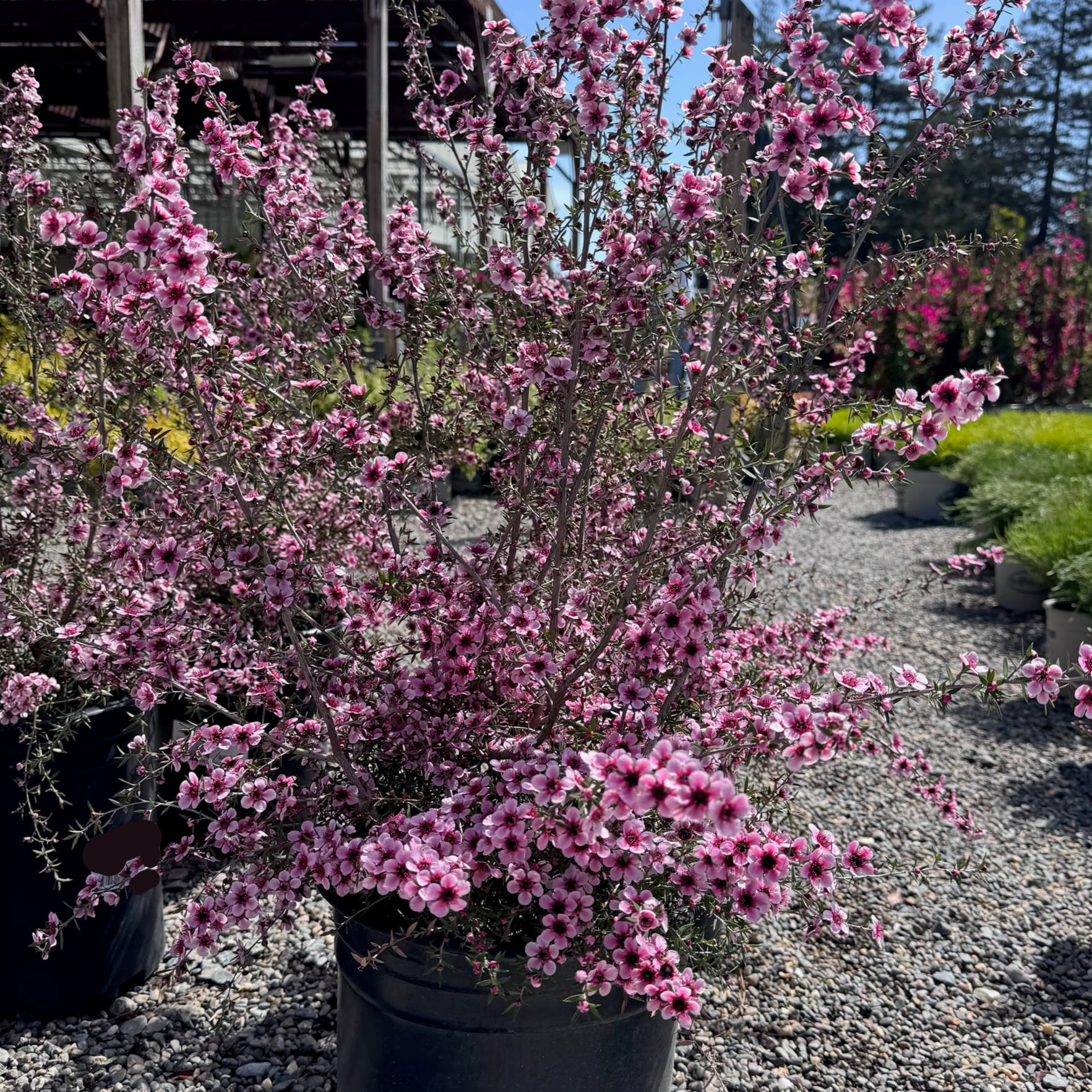 Hel Strybing New Zealand Tea Tree