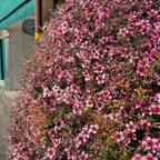 Hel Strybing New Zealand Tea Tree