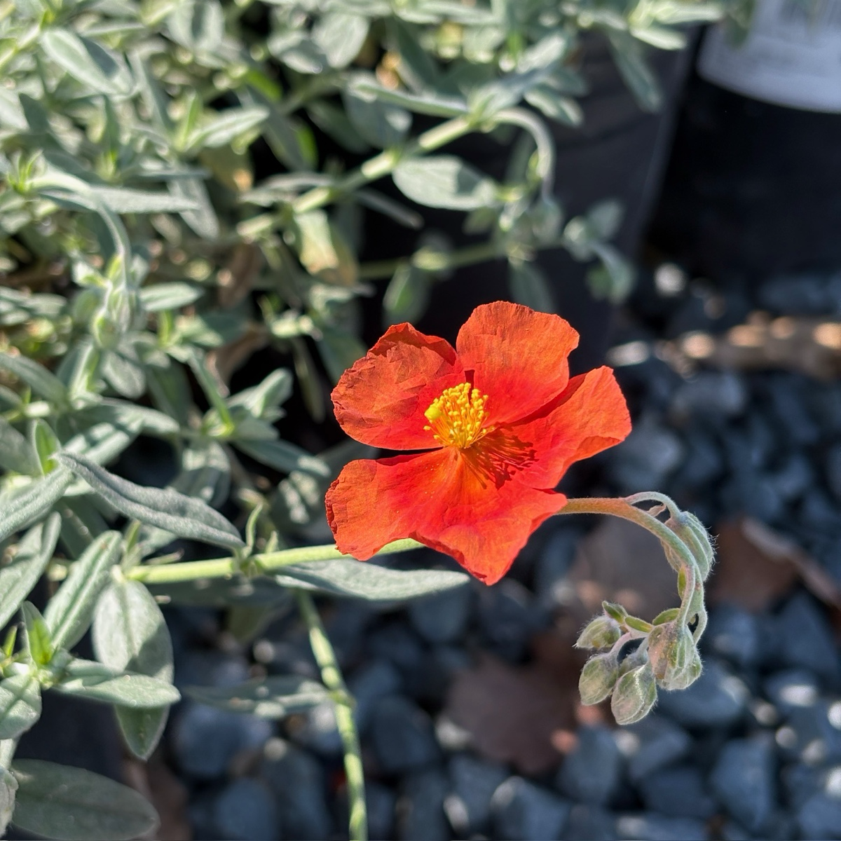 Helianthemum nummularium 'Henfield Brilliant' Single red flower with green leaves on a blurred background