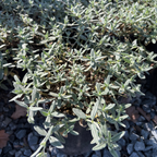Small Helianthemum nummularium 'Henfield Brilliant' with green leaves on a rocky surface