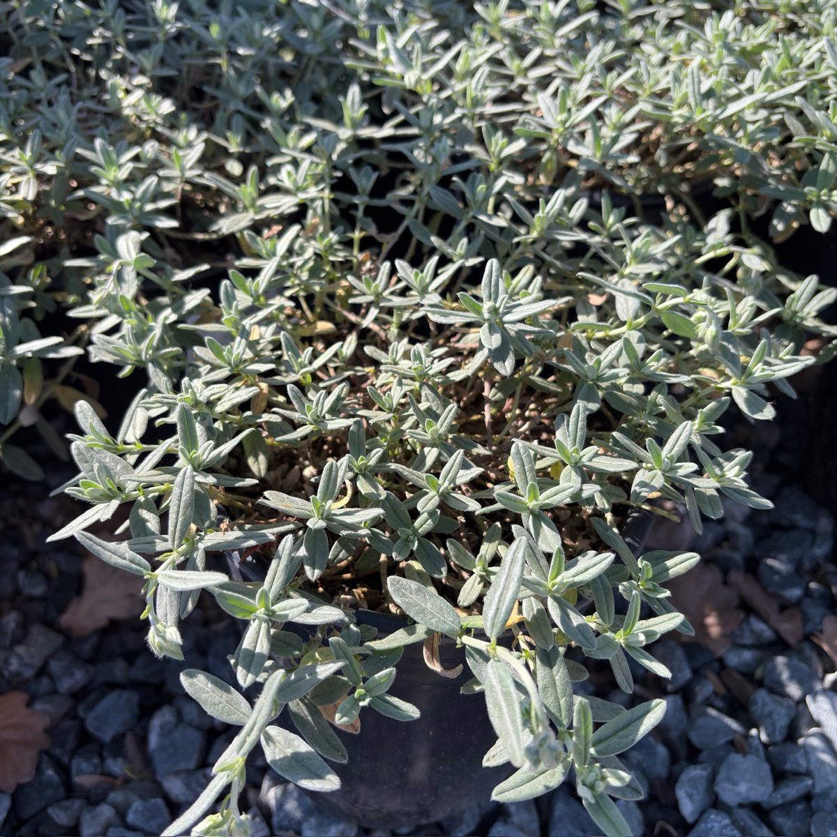 Small Helianthemum nummularium 'Henfield Brilliant' with green leaves on a rocky surface