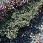 Helianthemum nummularium 'Henfield Brilliant' Bush with purple flowers and red flowers on a gravel surface