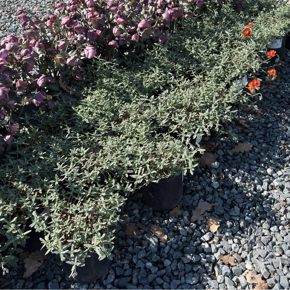 Helianthemum nummularium 'Henfield Brilliant' Bush with purple flowers and red flowers on a gravel surface