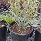 Hesperaloe parvifolia
