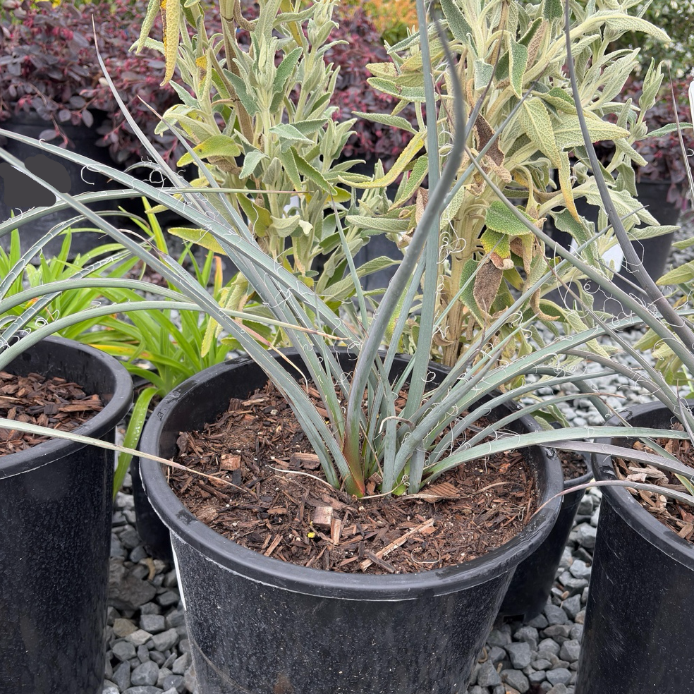 Hesperaloe parvifolia