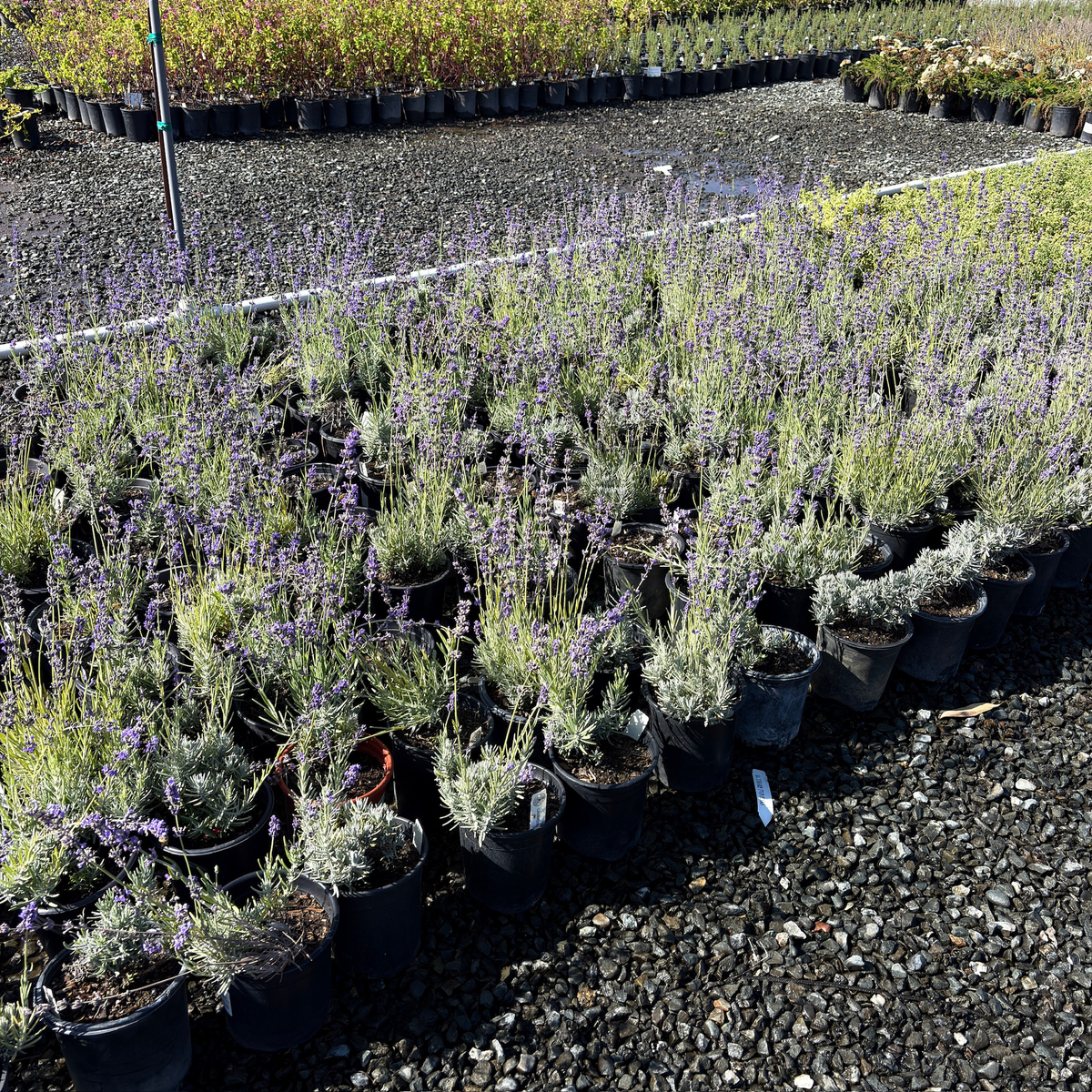 Hidcote Blue English Lavender