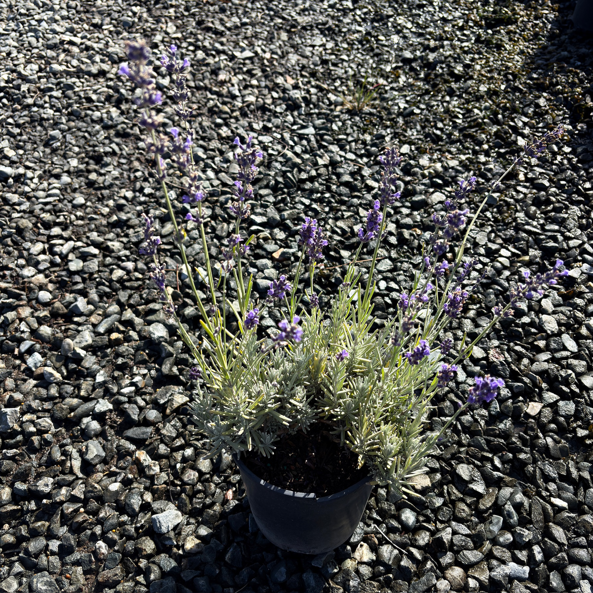 Hidcote Blue English Lavender