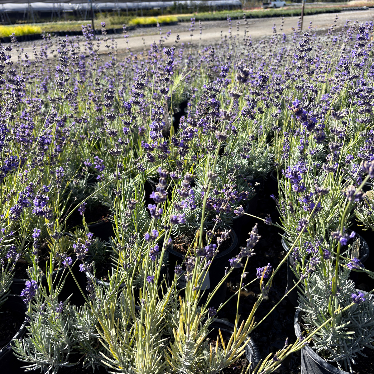 Hidcote Blue English Lavender