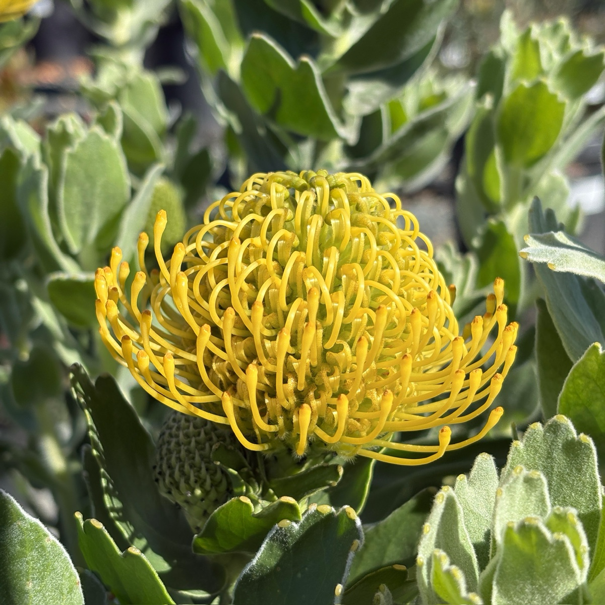 High Gold Pincushion