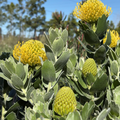 High Gold Pincushion