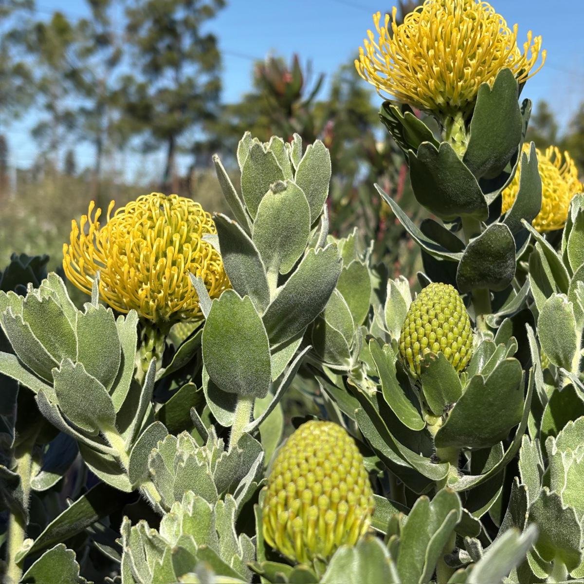 High Gold Pincushion