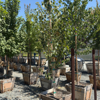 Himalayan Birch