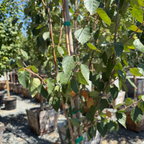 Himalayan Birch
