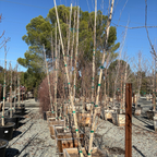 Himalayan Birch