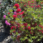 Hino Crimson Azalea