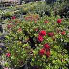 Hino Crimson Azalea