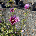 Hollandia Rose of Sharon