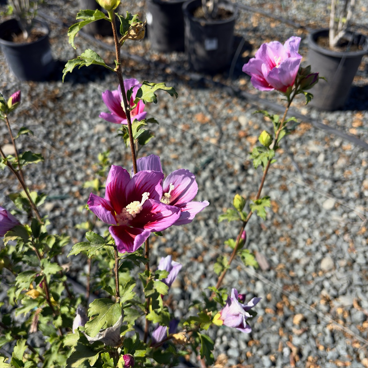 Hollandia Rose of Sharon