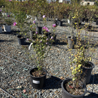 Hollandia Rose of Sharon