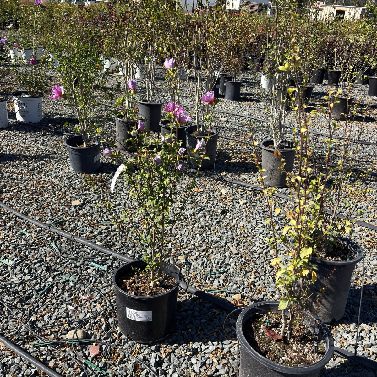 Hollandia Rose of Sharon
