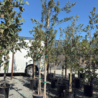 Holly Oak