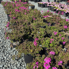 Homestead Hot Pink Verbena