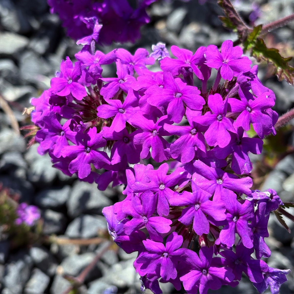 Close-up of a cluster of purple flowers Homestead Purple Verbena with a blurred background