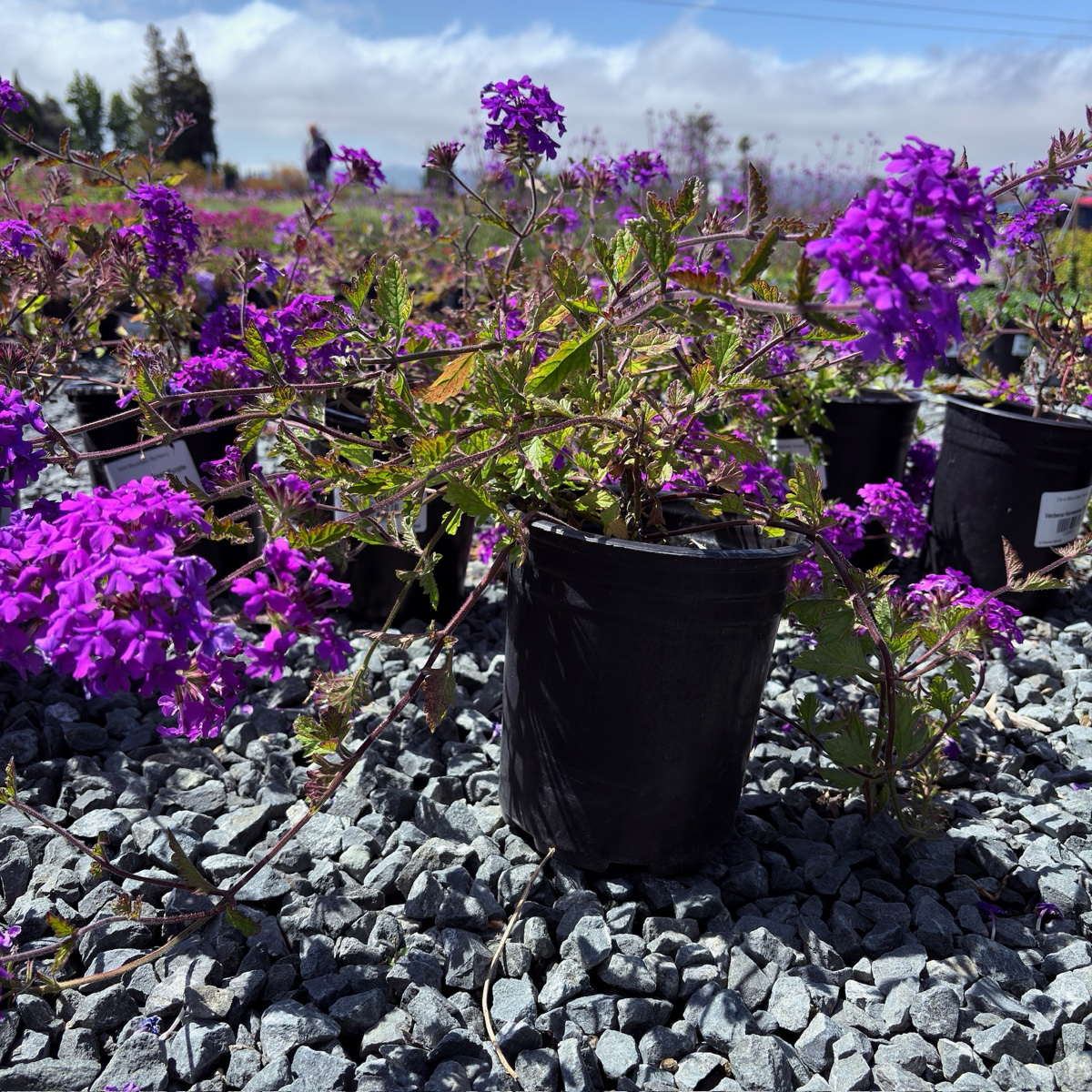 Potted plants with purple flowers on a gravel surface