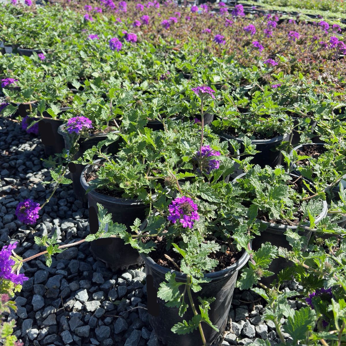 Homestead Purple Verbena