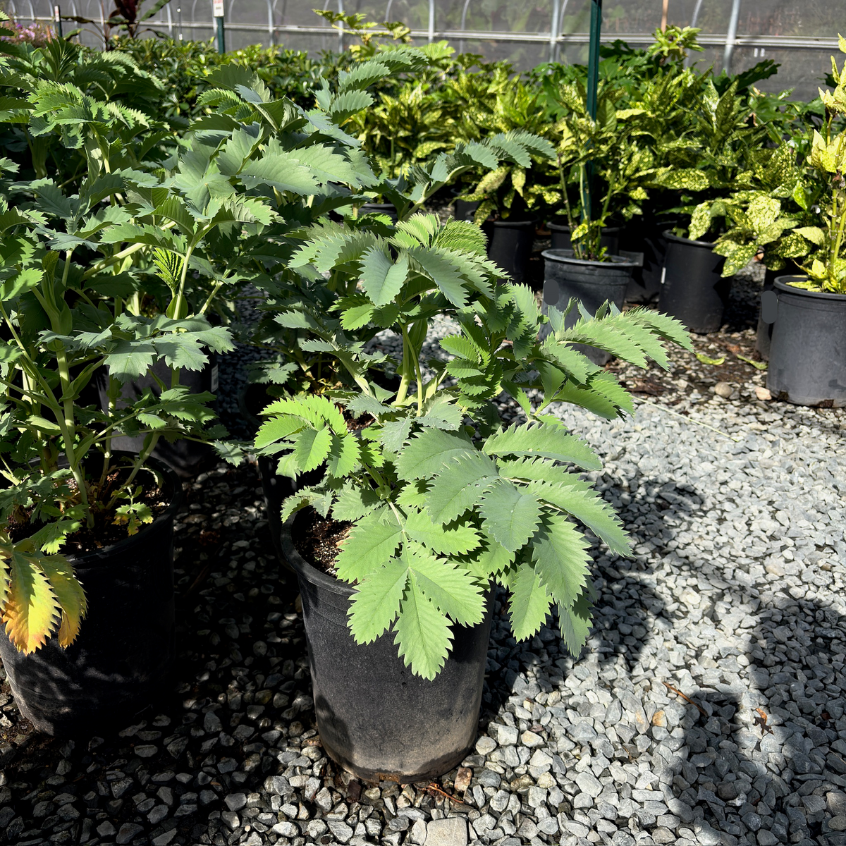 Honey Bush