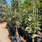 Row of 15 gallon potted Honey Crisp Apple trees in a nursery setting with clear sky.