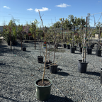 Honey Crisp Apple Tree