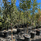 Honey Crisp Apple Tree