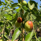 Honey Jar Jujube