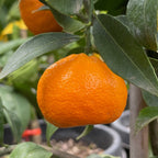 Honey Mandarin