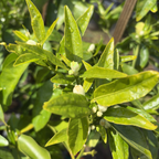 Honey Mandarin