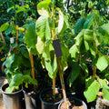 Honeyheart Cherimoya