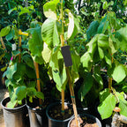 Honeyheart Cherimoya
