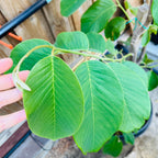 Honeyheart Cherimoya